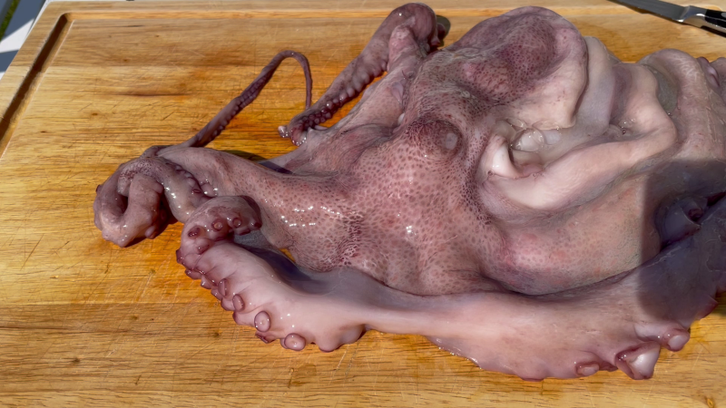 You don’t need to be Greek to make awesome grilled octopus. octopus2